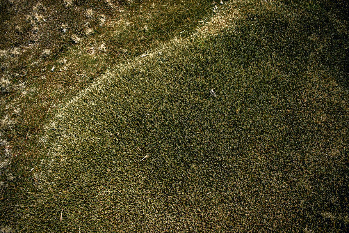 Brown patch fungal disease on lawn