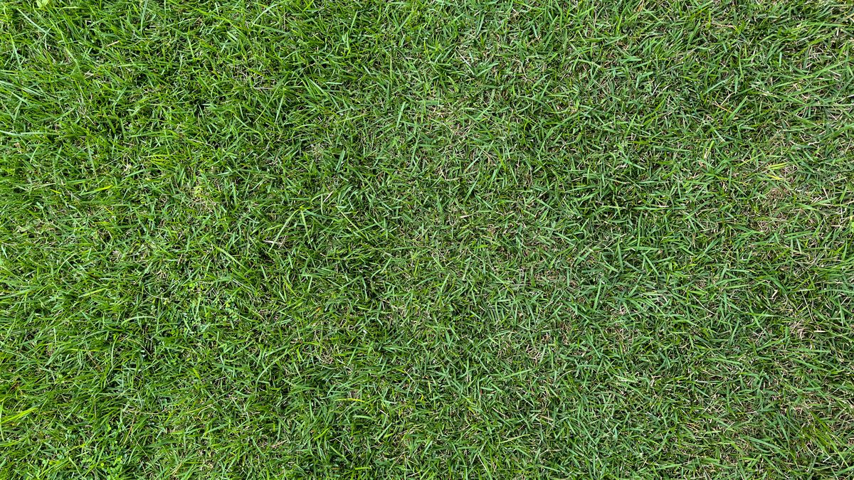 Lawn with nutrient deficiency patchy growth