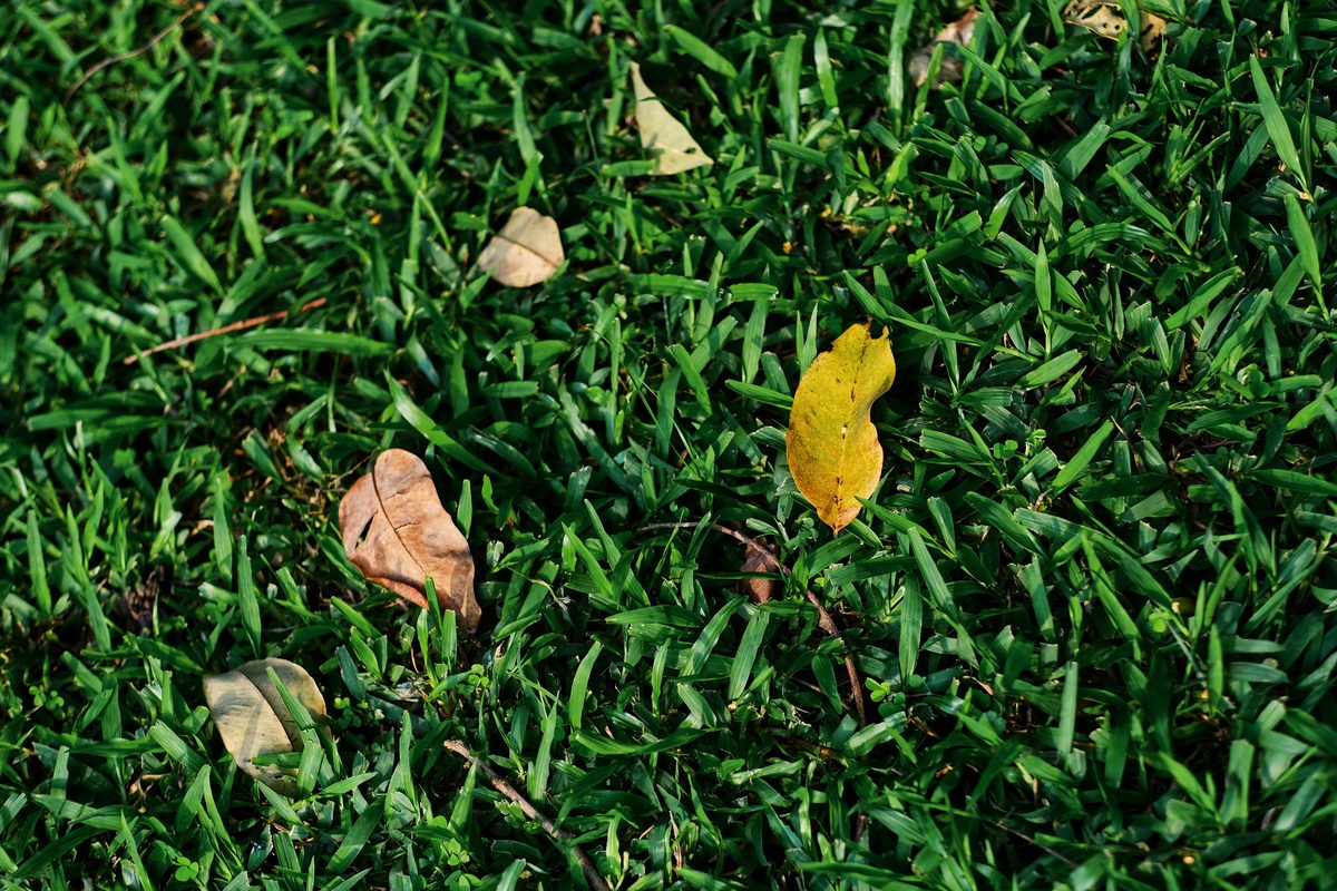 Thatch and debris on lawn